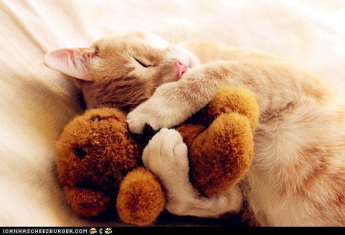 Cyoot Kitteh of teh Day: Mah Forebber Snuggle Buddy