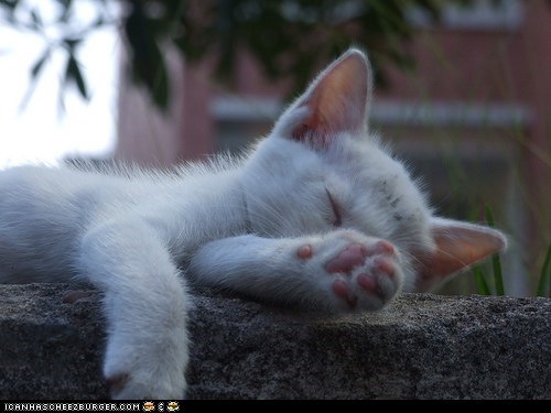 Cyoot Kitteh of teh Day: Pawz for Sleeps