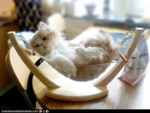 Cyoot Kitteh of teh Day: Chillin' Like a Villain