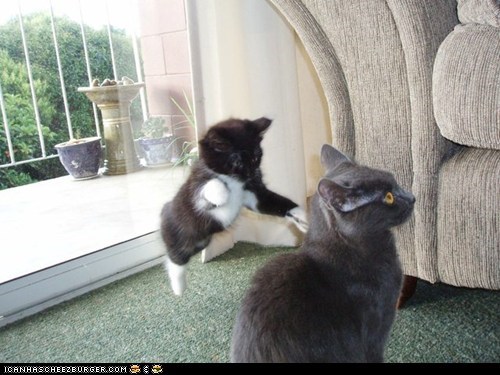 Cyoot Kittehs of teh Day: Ninja Cat Strikes Again