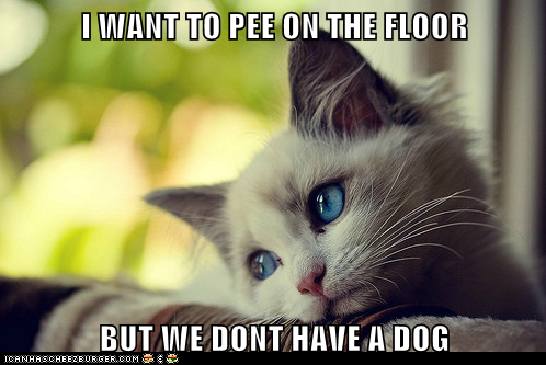 Animal Memes: First World Cat Problems - Can't Blame It on the Human