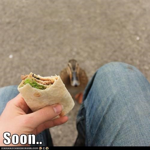 Animal Capshunz: Someday My Wrap Will Come