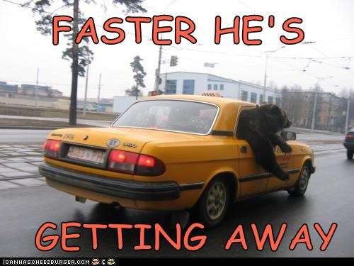 Follow That Bear!