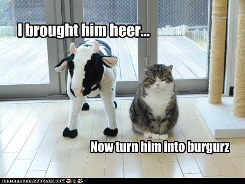 Lolcats: Cat Hunter