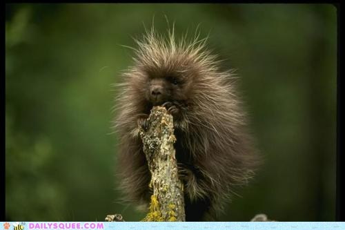 Spiny Baby