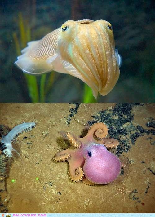 Squee Spree: Cephalopod Edition