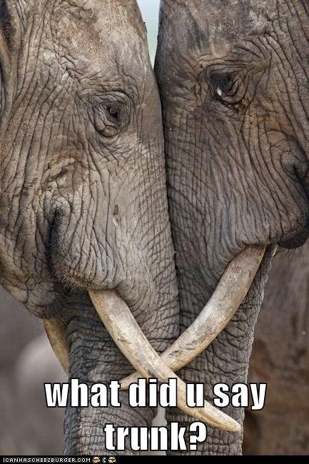 You Wanna Get Funny With Me, Pachyderm?