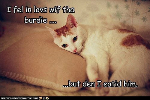 I fel in lovs wif tha burdie ....