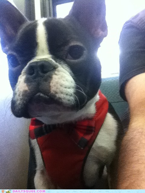 Reader Squees: Boston, James Boston