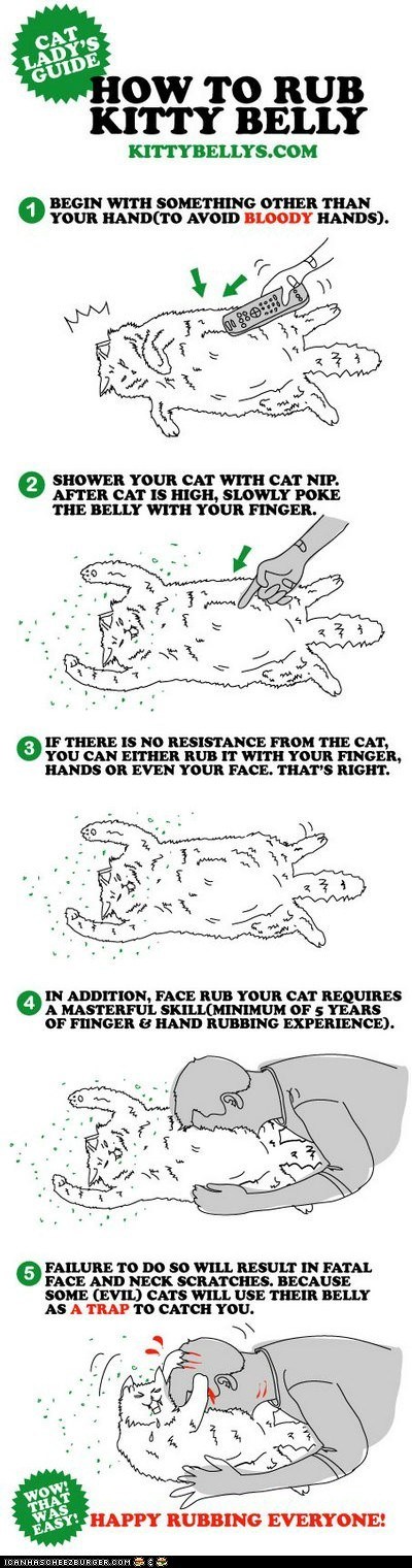 How to Rub Kitty Belly