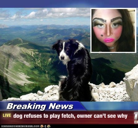 Breaking News - dog refuses to play fetch, owner can't see why