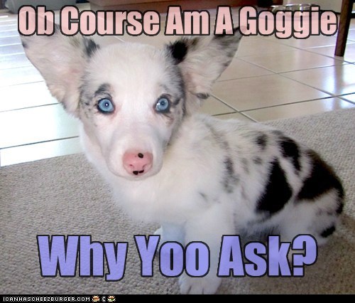 And what iz dis Kyoot yoo speak of?