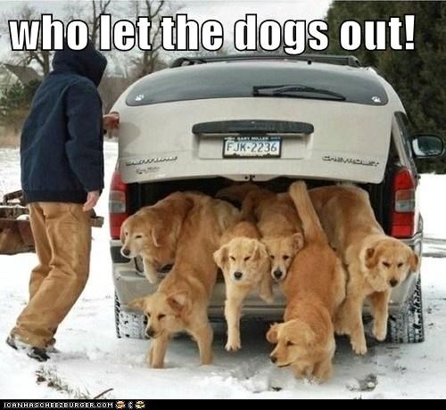 who let the dogs out!