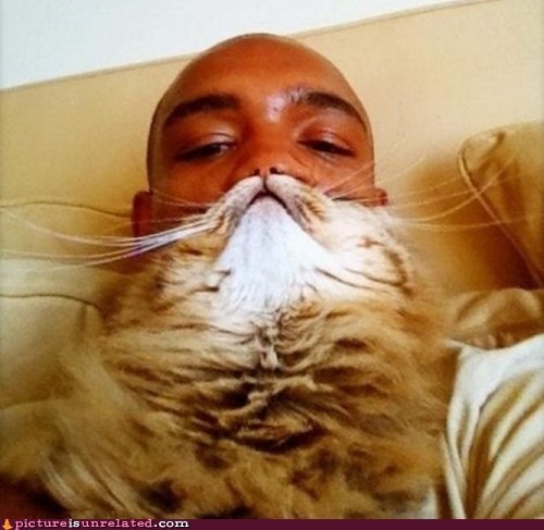 Catbeard
