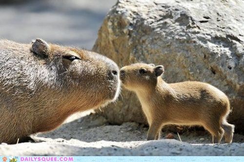 Capybara Kiss