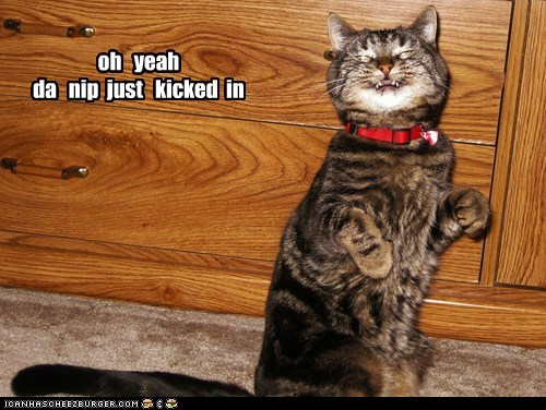 Lolcats: Oh Yeah