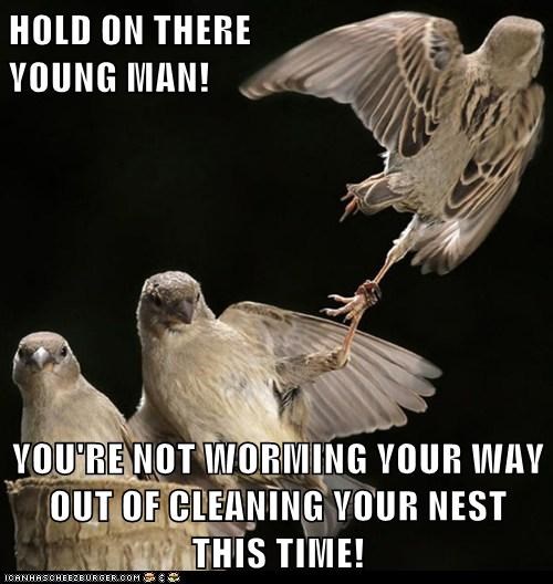 HOLD ON THERE                                                                        YOUNG MAN!  YOU'RE NOT WORMING YOUR WAY OUT OF CLEANING YOUR NEST THIS TIME!
