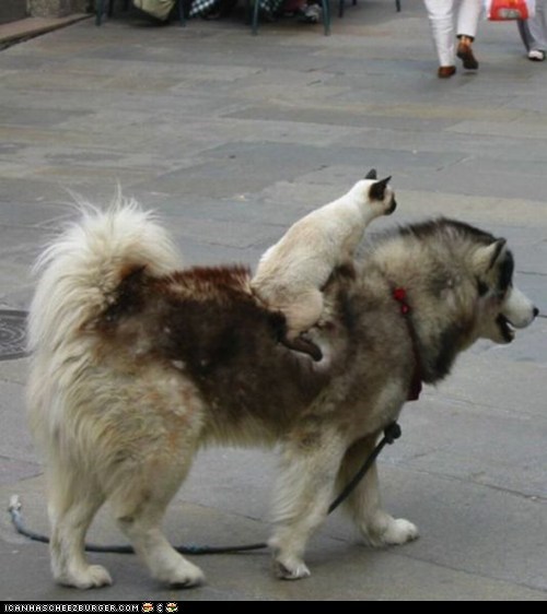 Goggies R Owr Friends: Giddy Up, Noble Steed!
