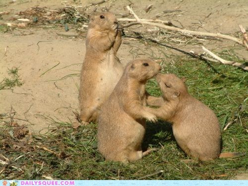 Third Wheel