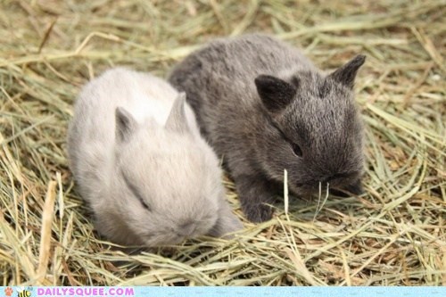 Grow Those Ears, Guys!