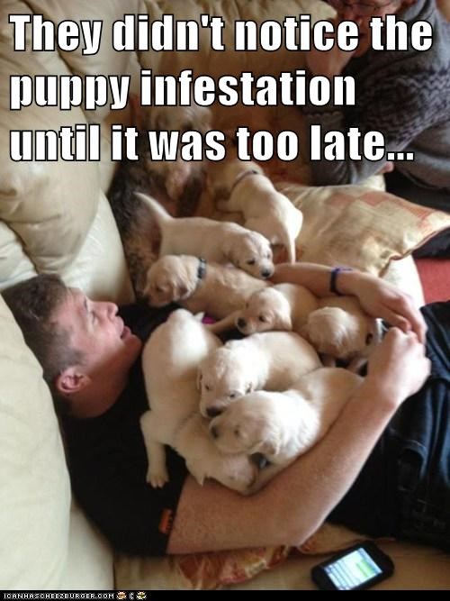 Invasion of teh Puppies