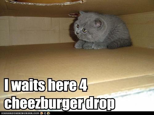 Classic LOLcat