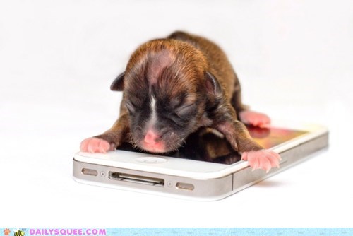 The World's Smallest Puppy