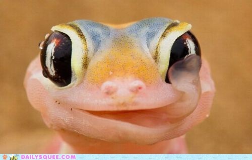 Tasty Eyeballs