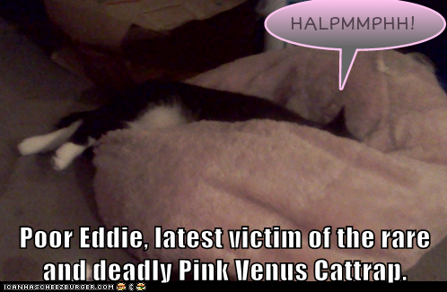 Poor Eddie, latest victim of the rare and deadly Pink Venus Cattrap.