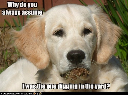 YOU DO HAVE A CAT, YA KNOW!