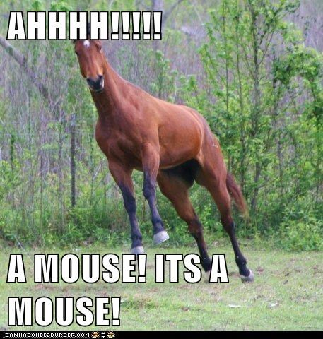 AHHHH!!!!!  A MOUSE! ITS A MOUSE!