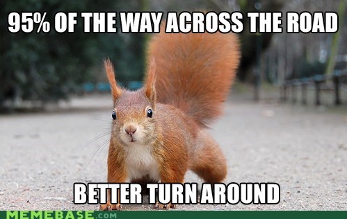 Squirrel Logic