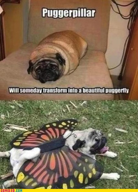 Puggerpillar