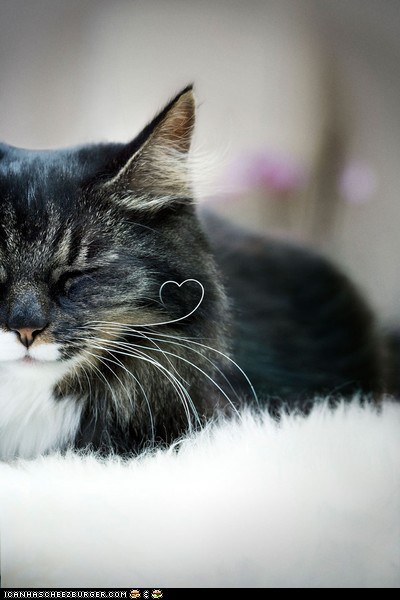 Cyoot Kitteh of teh Day: I Heart You Too, Whisker!