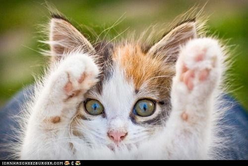 Cyoot Kitteh of teh Day: Paws Up!