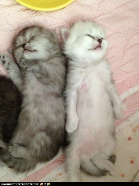 Cyoot Kittehs of teh Day: Lil' Belly Beauties