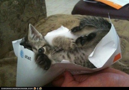 Cyoot Kitteh of teh Day: We Just Got a Letter!