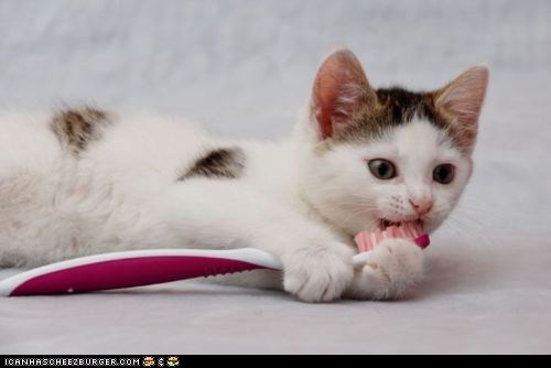 Cyoot Kitteh of teh Day: Ai Don't Wants 2 Git Gingyvitus!