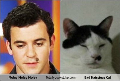 Moley Moley Moley (Fred Savage) Totally Looks Like Bad Hairpiece Cat
