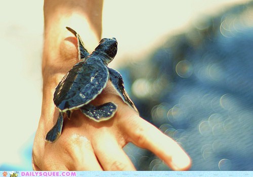 Daily Squee: Take Me For a Swim!