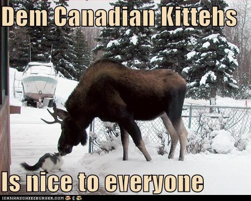 Classic LOLcat
