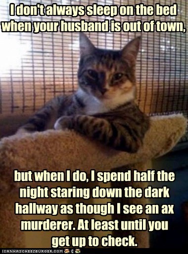 Animal Memes: The Most Interesting Cat in the World - Oops, False Alarm