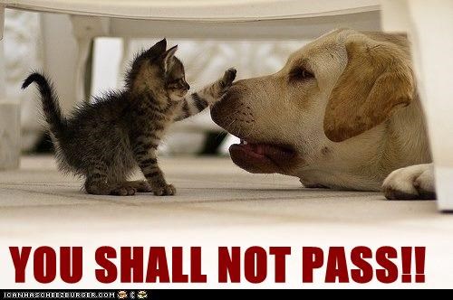 Gaurd Kitteh Seyz...