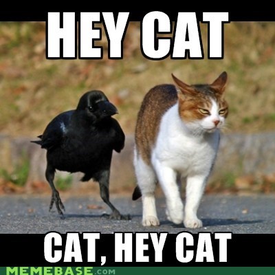 Hey Hey Cat