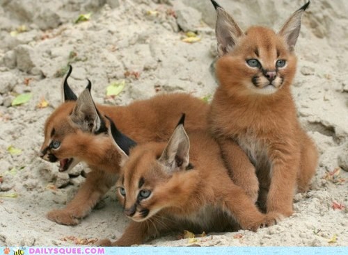 Caracal Kittens