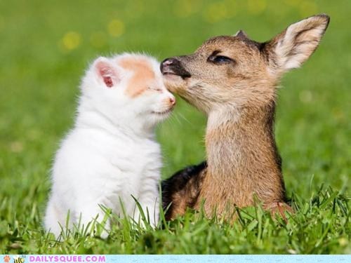 Interspecies Love: What a Deer