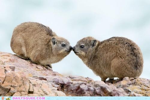 Hyrax Multi-Boop!