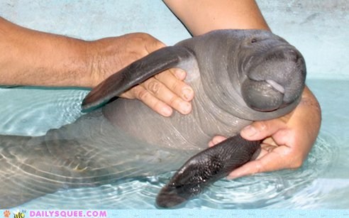 Daily Squee: Precious Rescued Manatee