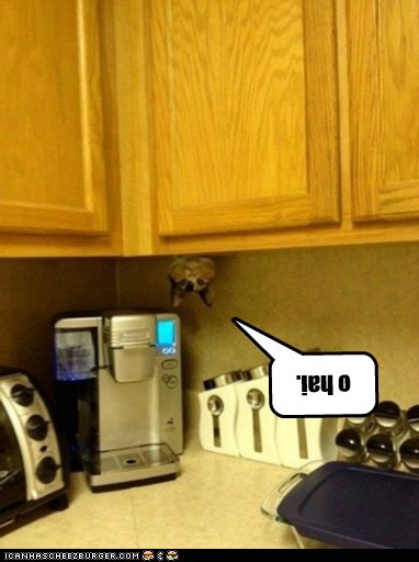 Lolcats: o hai.