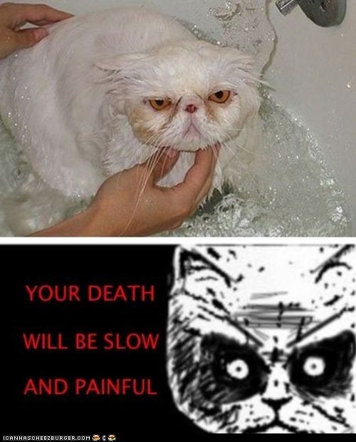 Animal Memes: When You Least Expect It